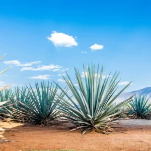 Tequila - Mezcal - Pisco